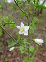 Hibiscus mutatus fl-t.JPG